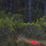 EU wildfire strategy falls short as southern Europe faces another devastating fire season