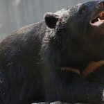 Japanese school teaches children how to stay safe around wild bears