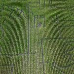 Hungary opens fairy tale themed 4.5-hectare corn maze for visitors to explore