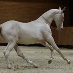 Good breeding: Kazakh ‘satin’ horse becomes new national symbol
