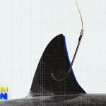Shark fin trade declines in EU as Brussels mulls total ban