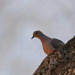 Nairobi man shares home with rescued birds