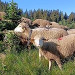 Transhumance tradition returns to French Alps