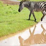 Tanzania reshapes tourism with Serengeti golf course amid wildlife