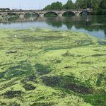 Po river choked by algae bloom as Italy battles heat and navigability woes