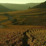 Sour grapes: Michelin’s first winery ratings draw immediate backlash