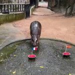 Pygmy hippo in Thailand predicts France vs Argentina World Cup final