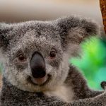 Wildlife holiday bucket list: The new ‘big five’ animals that travellers want to see