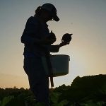 How scientists forecast heatwaves