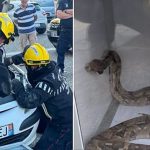 French driver discovers 1.5 metre boa constrictor under car bonnet