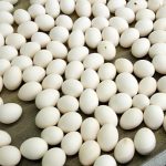 At least 306 people infected with salmonella in Belgium in outbreak linked to eggs