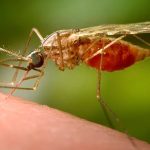 Frankfurt Airport employee dies after contracting malaria, operator Fraport says
