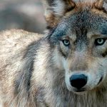 Wolf sightings rise in Italy after suspected attacks