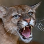 Residents in northern Poland told to be cautious after reports of possible puma in area