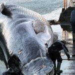 Iceland orders expulsion and re-entry ban on 21 anti-whaling activists, police say
