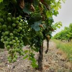‘Charred’ body found in vineyard in southern France identified as influencer Sonia Bellina