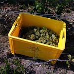 Champagne harvest starts early in France as heatwave speeds ripening