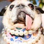Lolling tongues and resting snarl face: The World’s Ugliest Dog contest in pictures