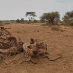 Mysterious elephant deaths in Kenya leave experts searching for answers