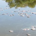 Fight for water: Dried-up lakes and mass fish deaths at one of Hungary’s largest fish farms