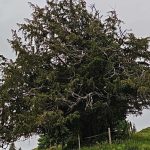 More than 1,100 years old: Germany’s oldest tree discovered