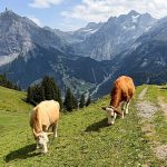 Swiss village lives in the shadow of an unstable mountain