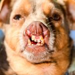 World’s Ugliest Dog contest crowns its 2026 winner