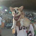 A race of short legs and big personalities: corgis take over Vilnius