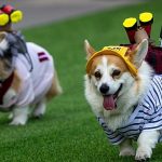 Corgis race, bark and dress up at quirky competition in Vilnius
