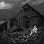Gravity-defying dogs and brooding bovines: Meet the winners of the International Pet Photography Awards