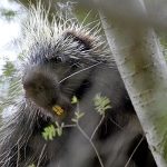 Porcupines spread near Warsaw: ‘It tasted some garden plants and got into the house’