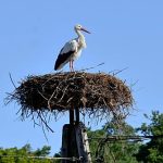 Polish stork Krutek sets off again: 5,000 kilometres ahead
