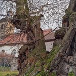Pillory linden of Großpörthen: 900-year-old tree with a grim history