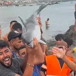 Report of suspected attack on baby dolphin in Ceuta area where migrants are staying