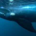 What is killing whale calves in Patagonia? bacteria under suspicion