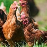 Russians skewer authorities for ordering citizens to register their chicken