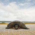 Rehabilitated green sea turtle Jurassic returns to Atlantic