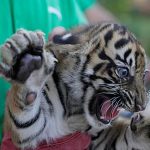 Sumatran tiger cubs receive first health checks at Greek zoo