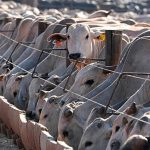 EU suspension of Brazilian meat comes into force, despite ongoing talks with Brasília