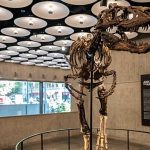 Small and very scary: Rare miniature T.rex dinosaur skeleton fetches €42 million at auction