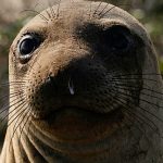 Unexpected beach guest: Elephant seal draws crowds in Rio
