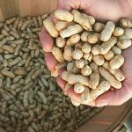 What happens to the brain when you eat peanuts daily? New study reveals striking results