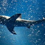 ‘Lost’ shark draws over a million curious visitors in South Korea