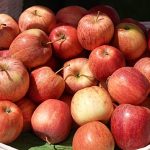 Is Kazakhstan the birthplace of apples? Here’s how the fruit spread across the world