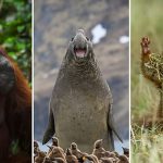 The funniest animal photos of 2026: Nikon Comedy Wildlife Awards finalists revealed