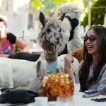 This Serbian cafe lets you enjoy your coffee alongside alpacas