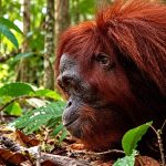 Indonesia: nine orangutans rescued from wildfires return to the forest