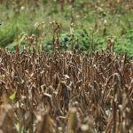 UN warns El Nino could be strongest on record as it urges world to prepare