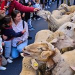 Thousands of sheep take over Madrid’s streets for Transhumance Festival