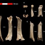 Neanderthal remains dating back 46,000 years identified in Abauntz cave, Navarra